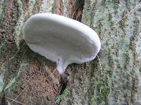 Ganoderma applanatum image