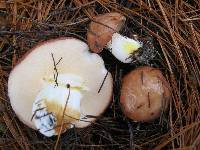 Suillus brevipes image