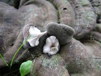 Xylaria polymorpha image