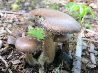 Stropharia rugosoannulata image