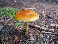 Amanita flavoconia image