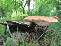 Polyporus squamosus image