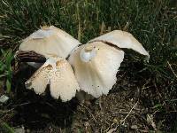 Psathyrella candolleana image