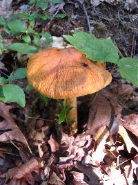 Cortinarius corrugatus image