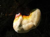 Ganoderma tsugae image