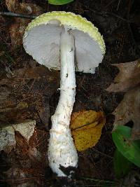 Amanita muscaria var. guessowii image