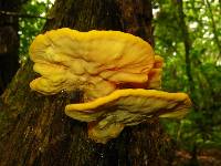 Laetiporus sulphureus image