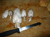 Coprinus comatus image