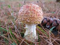 Amanita muscaria var. guessowii image