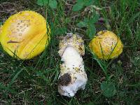 Amanita flavorubens image