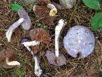 Cortinarius iodes image