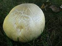 Agaricus arvensis image