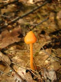 Entoloma quadratum image