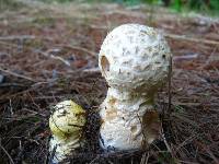 Amanita muscaria image