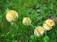 Amanita muscaria var. guessowii image