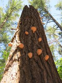 Ganoderma tsugae image