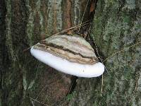 Ganoderma applanatum image