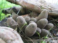 Xylaria polymorpha image