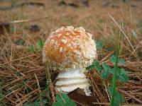 Amanita muscaria var. guessowii image