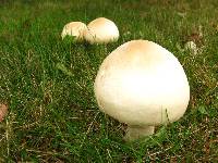 Agaricus arvensis image