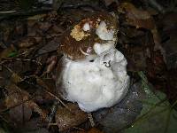 Hypomyces chrysospermus image