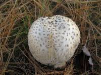 Amanita muscaria var. guessowii image