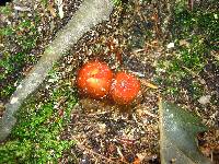 Calostoma cinnabarinum image