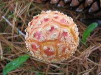 Amanita muscaria var. guessowii image