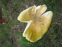 Amanita muscaria image