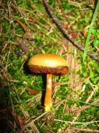 Chalciporus piperatus image