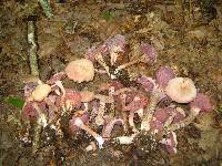 Laccaria ochropurpurea image