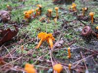 Cantharellus minor image