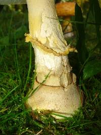 Amanita muscaria var. guessowii image