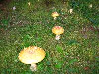 Amanita muscaria image