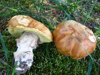 Boletus chippewaensis image