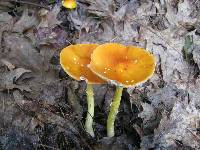 Amanita flavoconia image