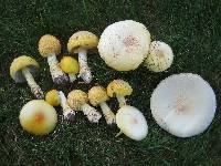 Amanita muscaria image