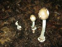 Amanita brunnescens image