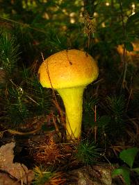 Pulveroboletus ravenelii image