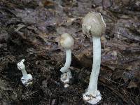 Amanita brunnescens image