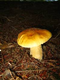 Boletus chippewaensis image