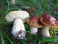 Boletus chippewaensis image