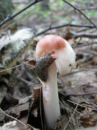 Amanita rubescens var. rubescens image