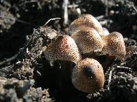 Leucoagaricus meleagris image