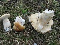 Boletus chippewaensis image