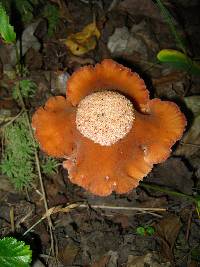 Laccaria laccata image