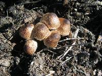 Leucoagaricus meleagris image