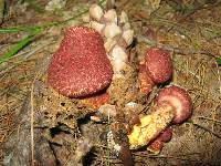 Suillus pictus image