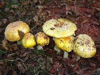 Amanita muscaria var. guessowii image