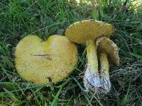 Suillus americanus image